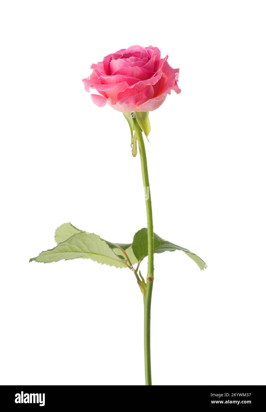 Pink Rose isolated on white background. Stock Photo