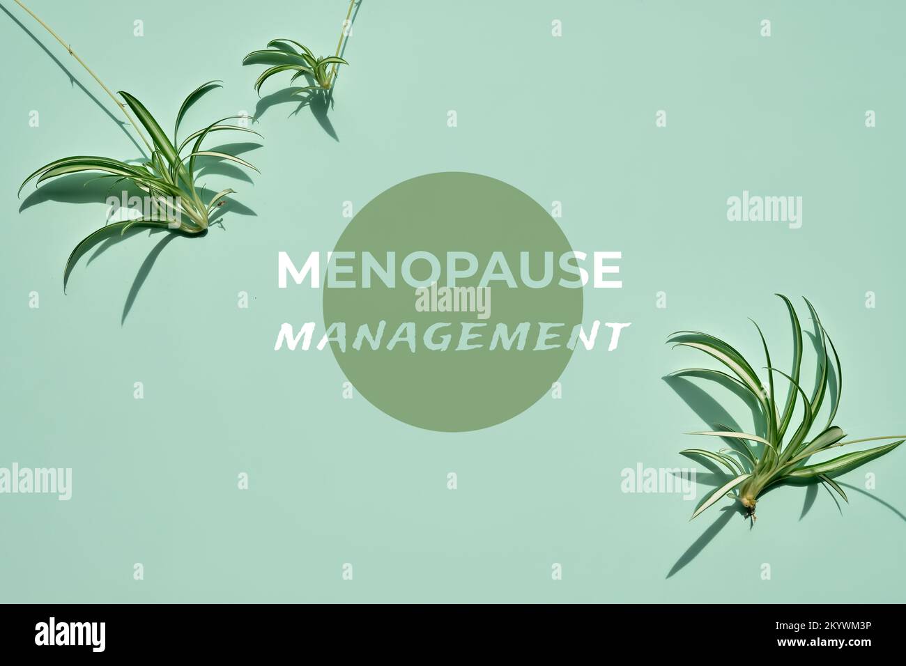 Menpause management banner, card design. Tradescantia plants on mint green background. Flat lay, top view from above. Stock Photo