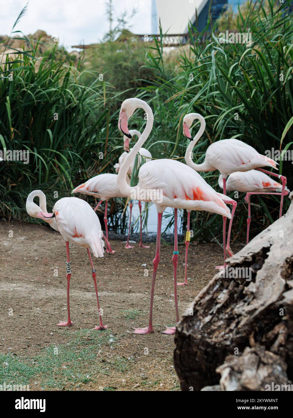 Group beautiful flamingos type hi res stock photography and images Alamy Group beautiful flamingos type hi res stock photography and images Alamy