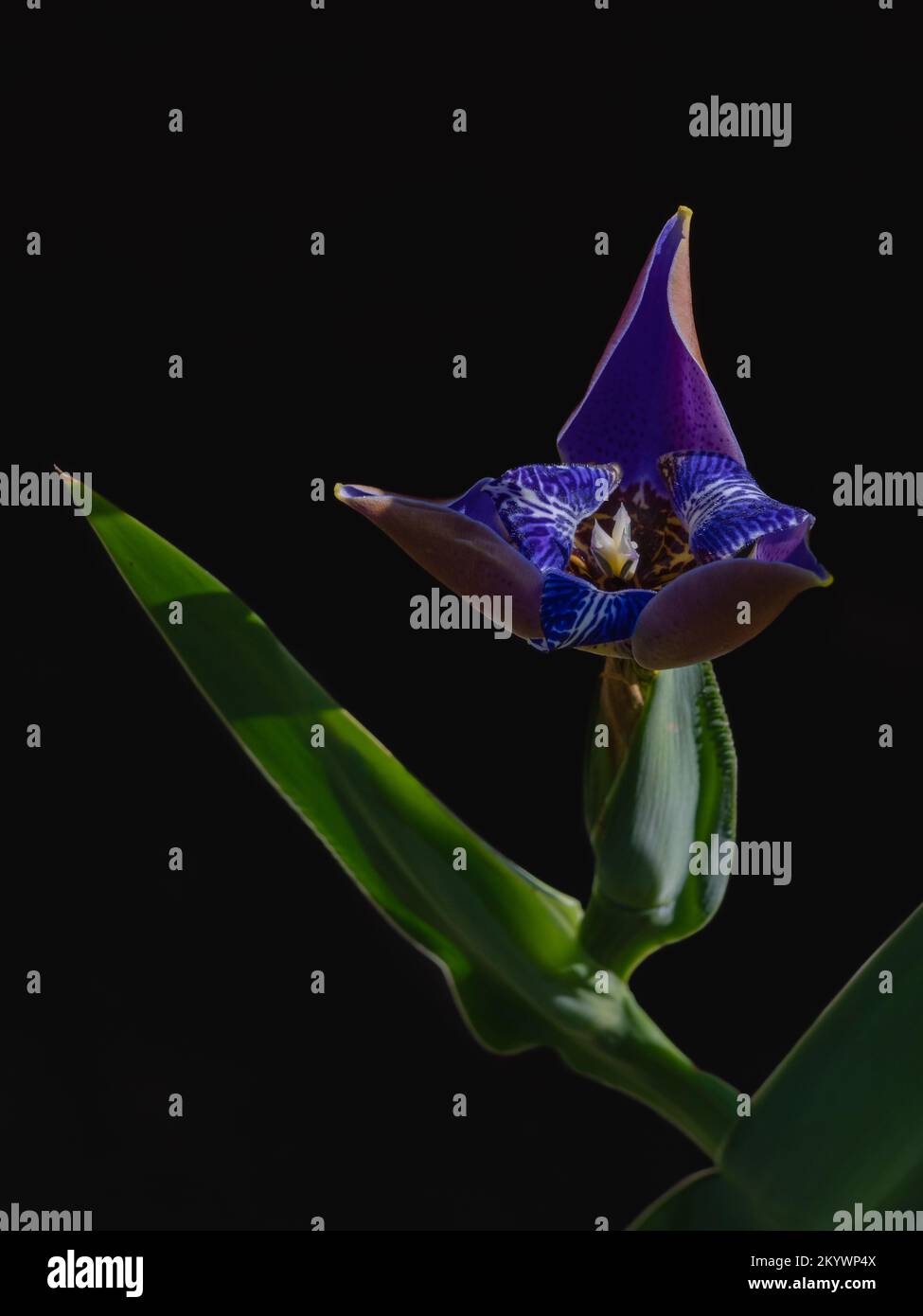 Closeup view of isolated bright blue walking iris neomarica caerulea flower opening outdoors in natural sunlight on black background Stock Photo