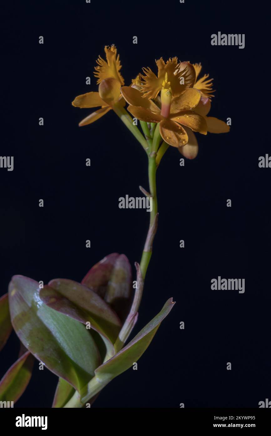 Closeup view of epidendrum epiphytic tropical orchid blooming with bright yellow orange flowers in natural sunlight isolated on black background Stock Photo