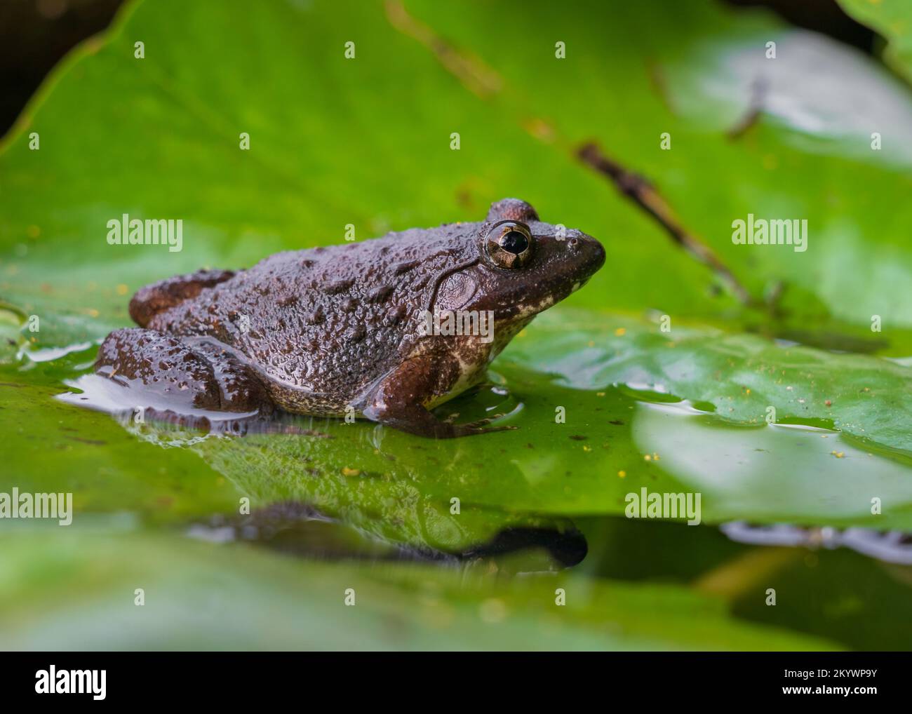 Closeup view of grey brown tropical frog with warts squatting on bright green water lily pad during rainy season in northern Thailand Stock Photo