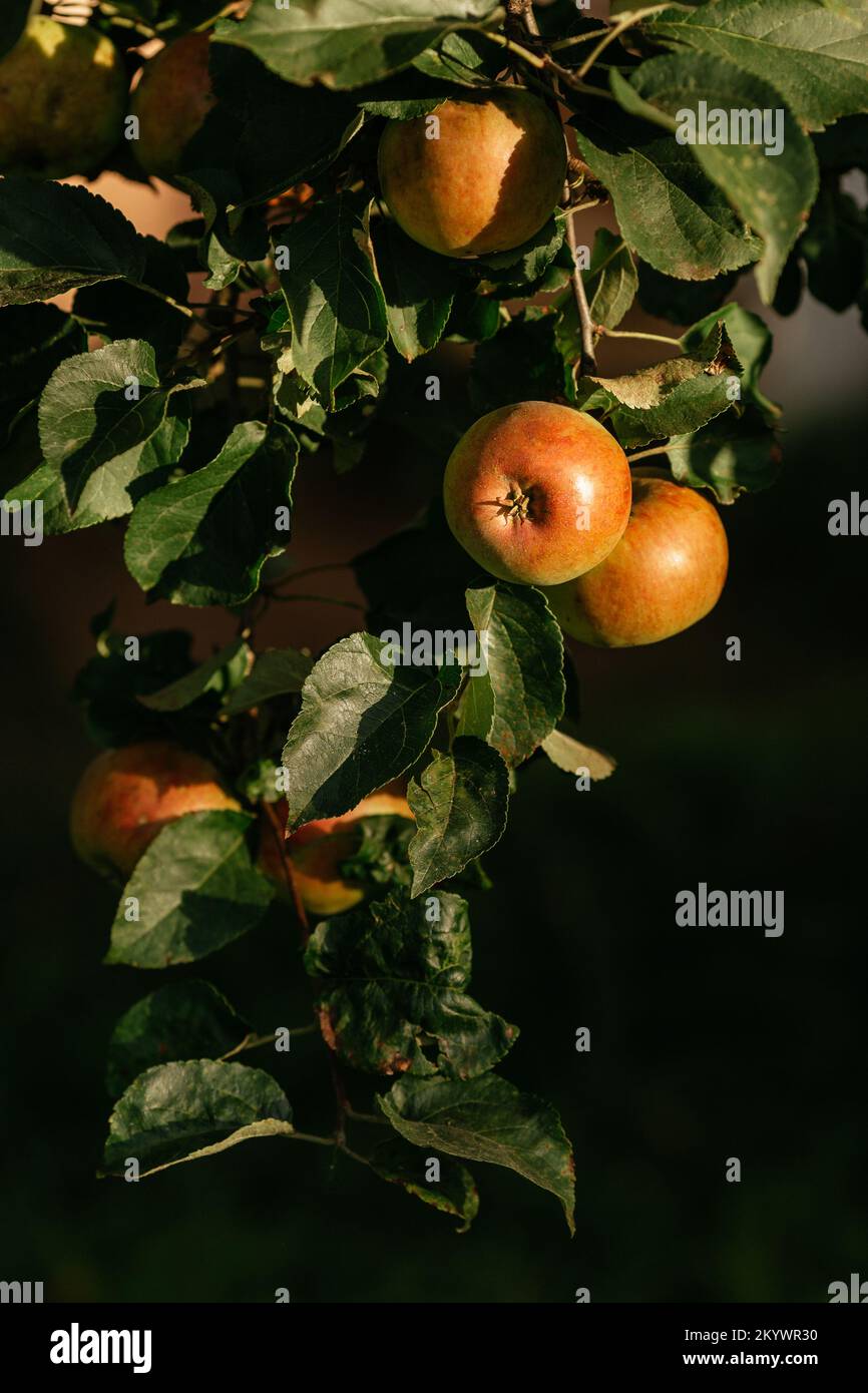 autumn apples countryside red tree Stock Photo - Alamy