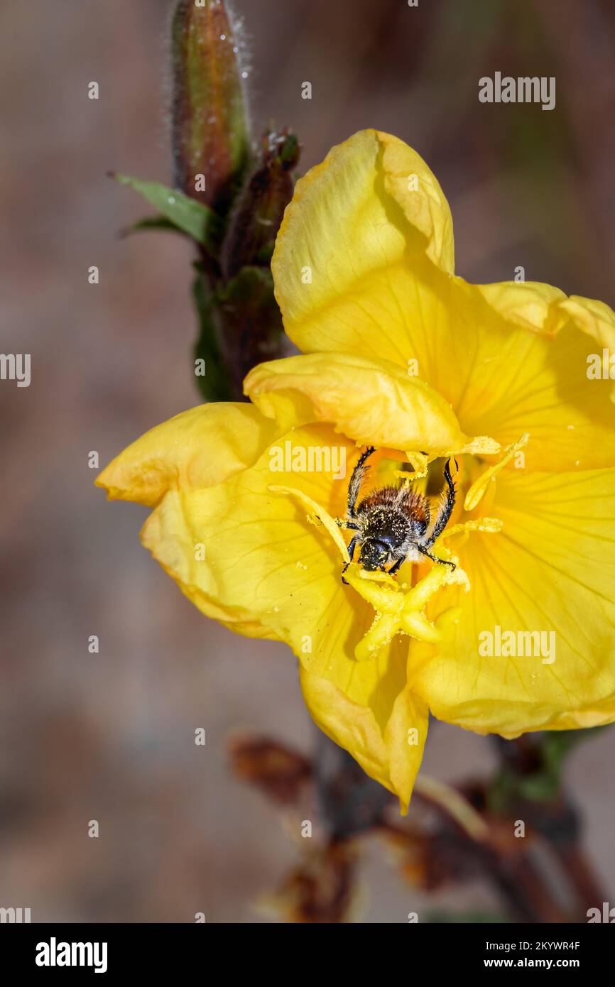 Monkey beetle (Clania glenlyonensis) eating pollen on a yellow evening primrose (Oenothera) flower, Cape Town, South Africa Stock Photo