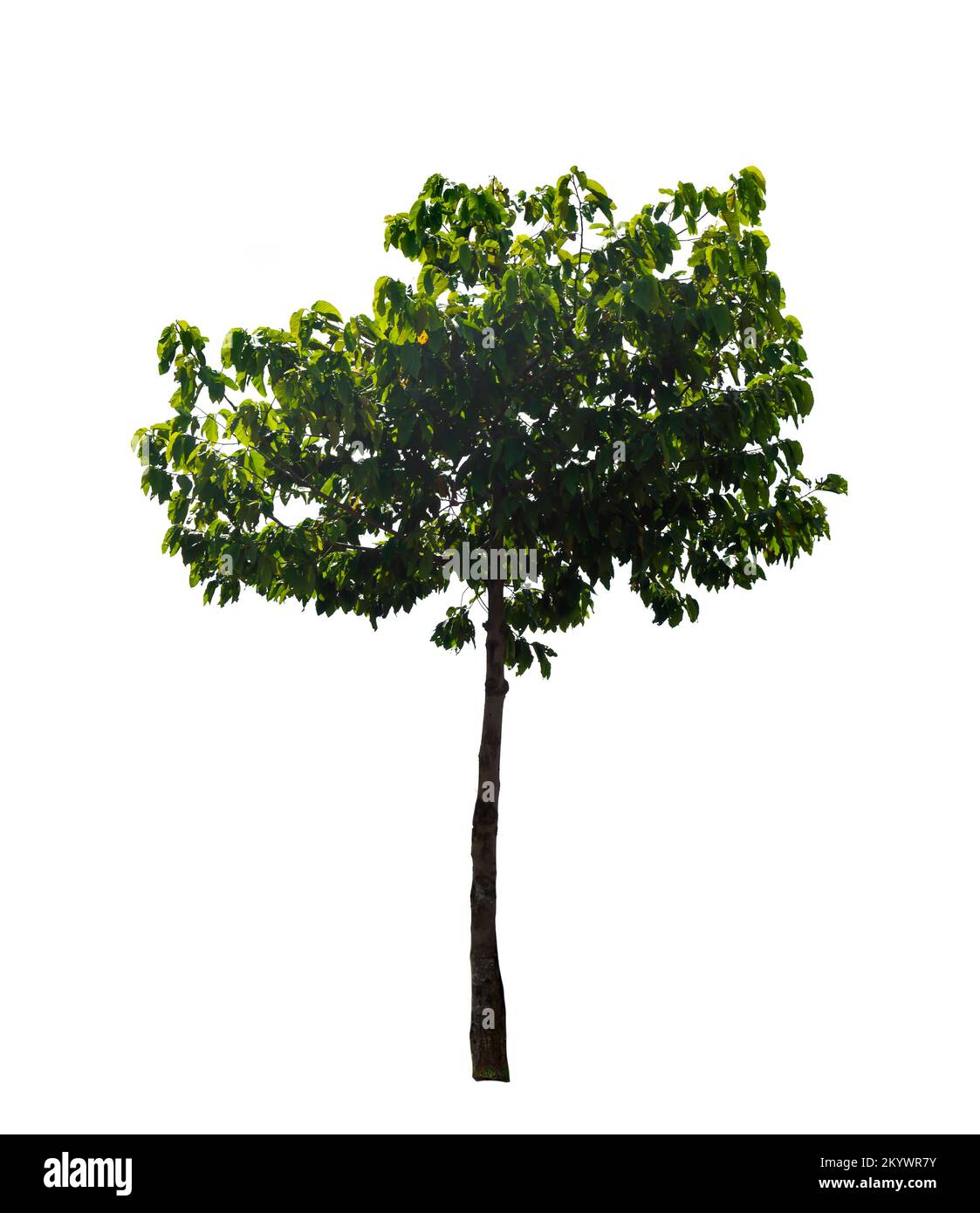 isolated tree on a white background trees in thailand,clipping paths. Stock Photo