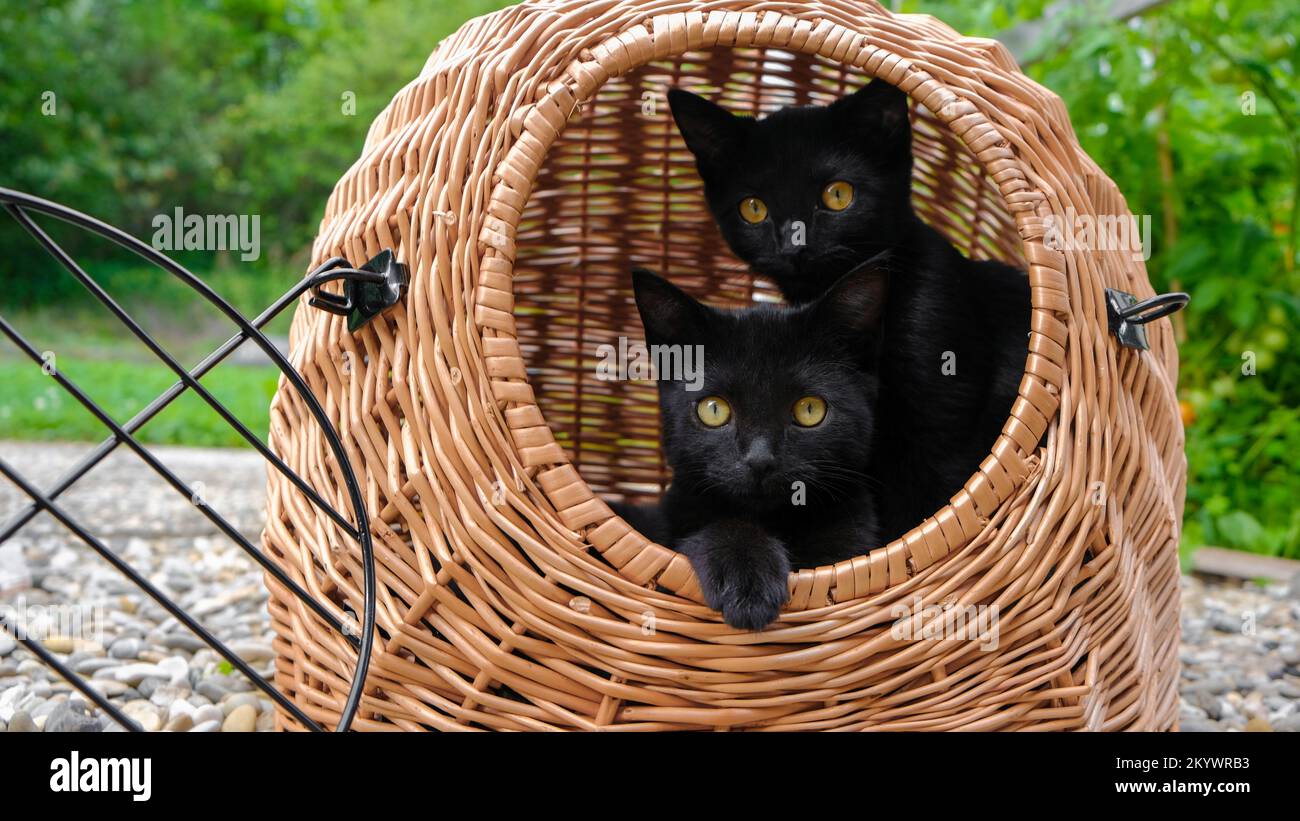 Wicker Cat Carrier Basket atelieryuwa.ciao.jp