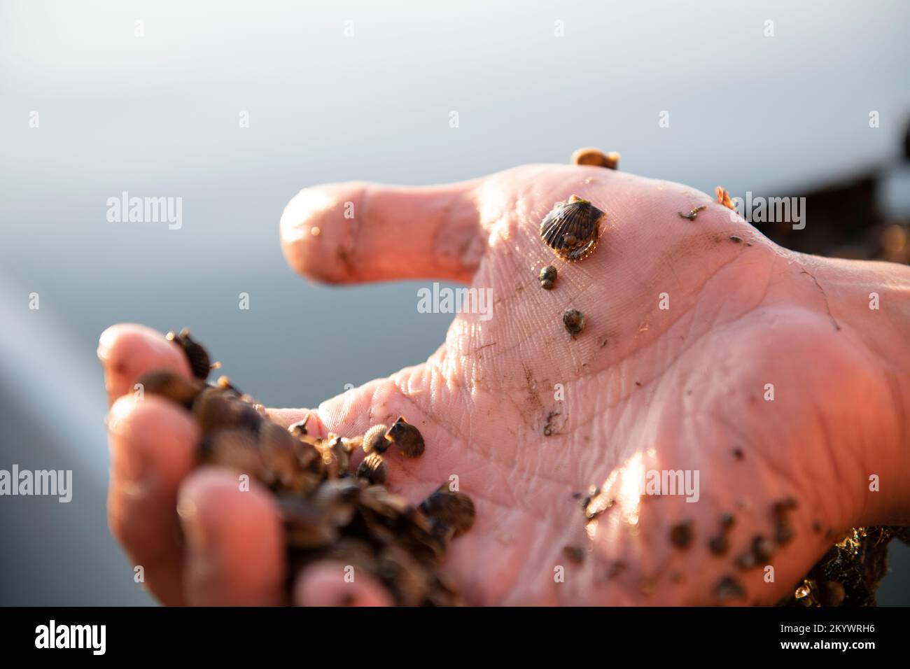 Bay scallops hires stock photography and images Alamy