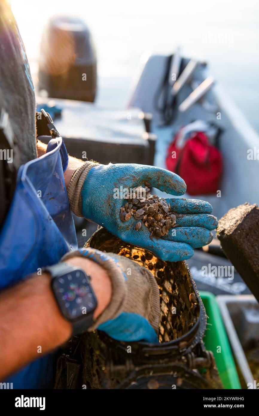 Coastal scallops oysters hires stock photography and images Alamy