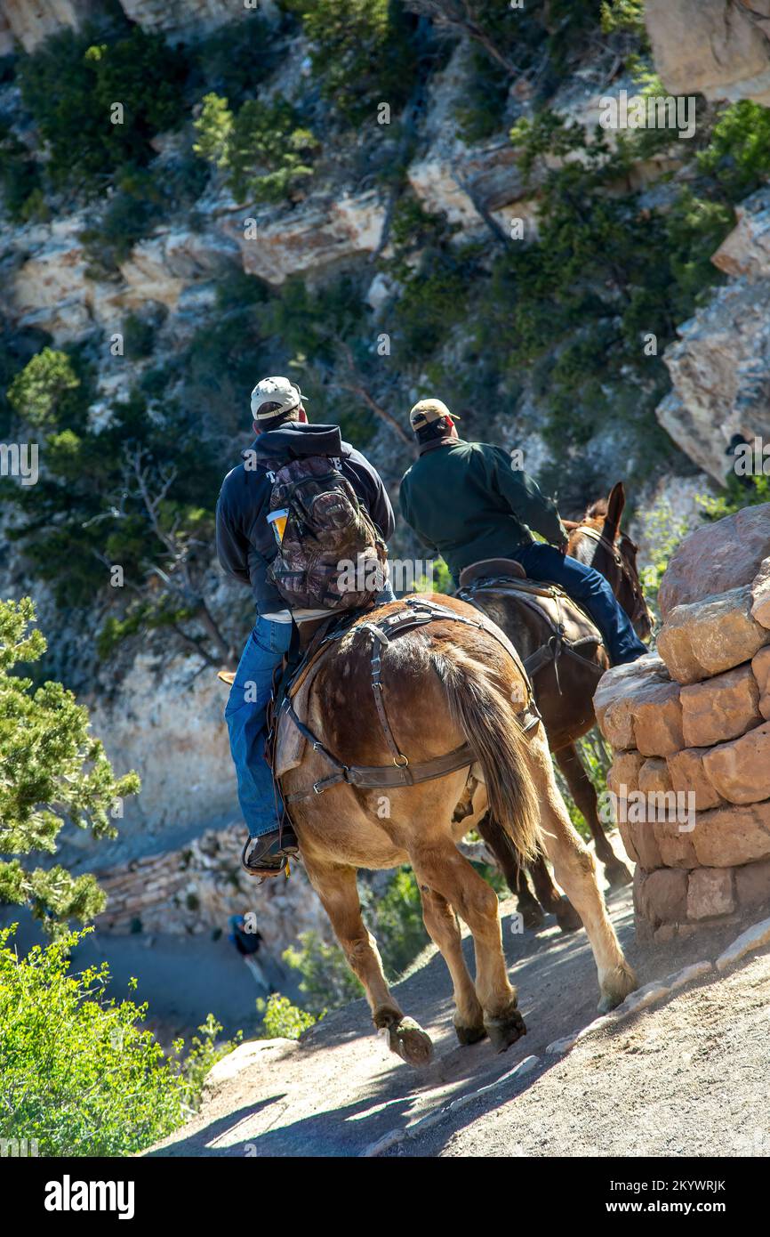 Mule train heading down trail from South Kaibab Trailhead, Grand Canyon National Park, Arizona USA Stock Photo