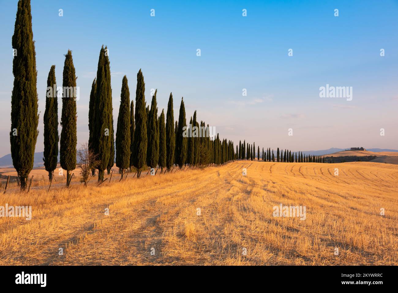 Countryside landscape with cypress trees among farm fields Stock Photo ...