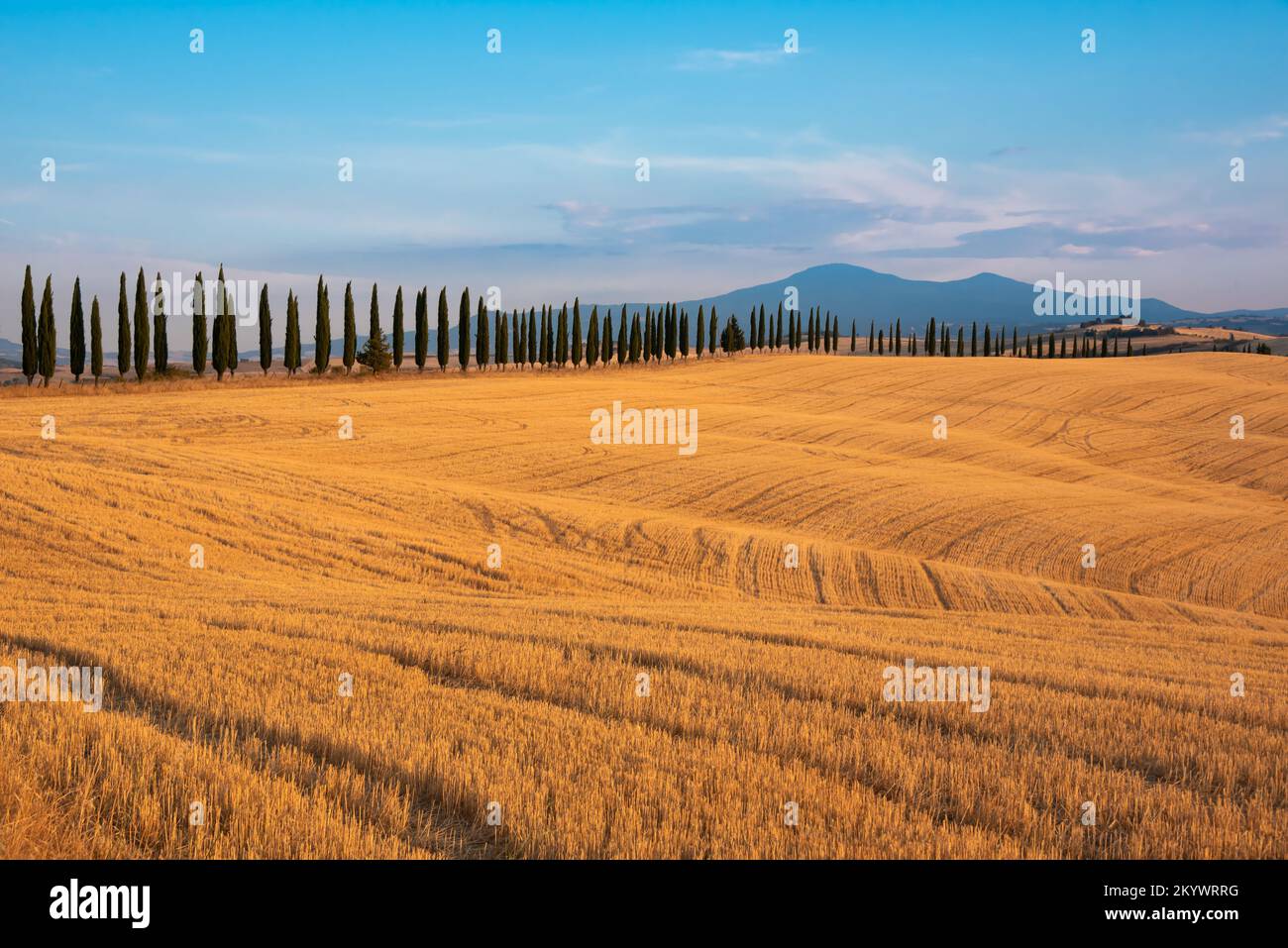 Countryside landscape with cypress trees among farm fields Stock Photo ...