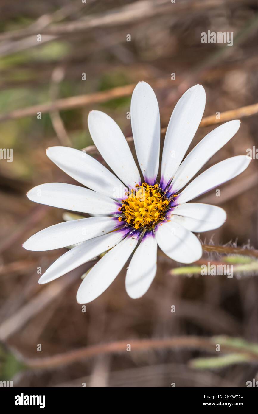 Yellow and orange African Daisy (Osteospermum) Wild flower growing during spring, Cape Town, South Africa Stock Photo