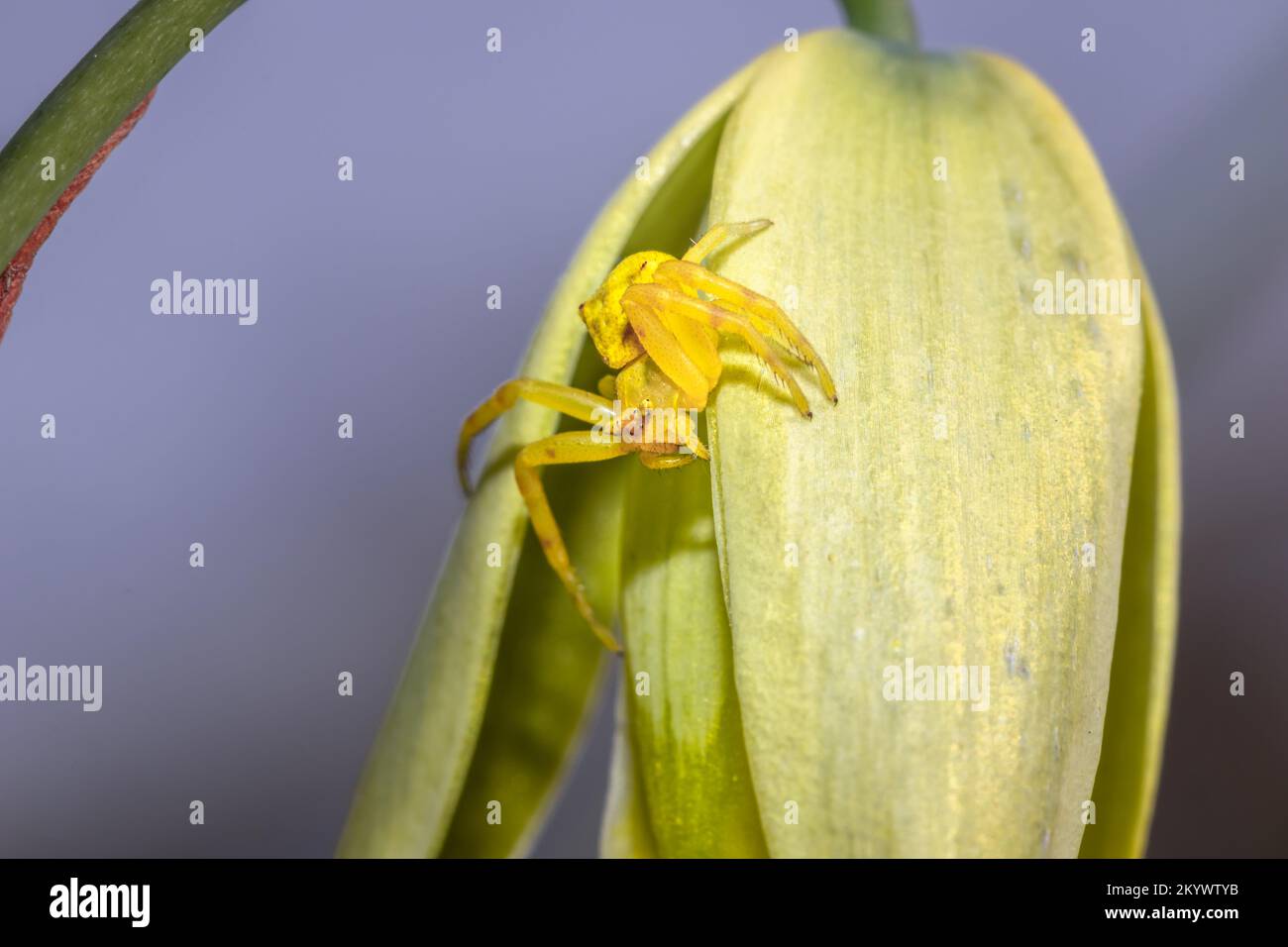Yellow flower crab spider (Thomisidae thomisus sp) sitting on a (Albuca) slime lily Wild flower during spring, Cape Town, South Africa Stock Photo