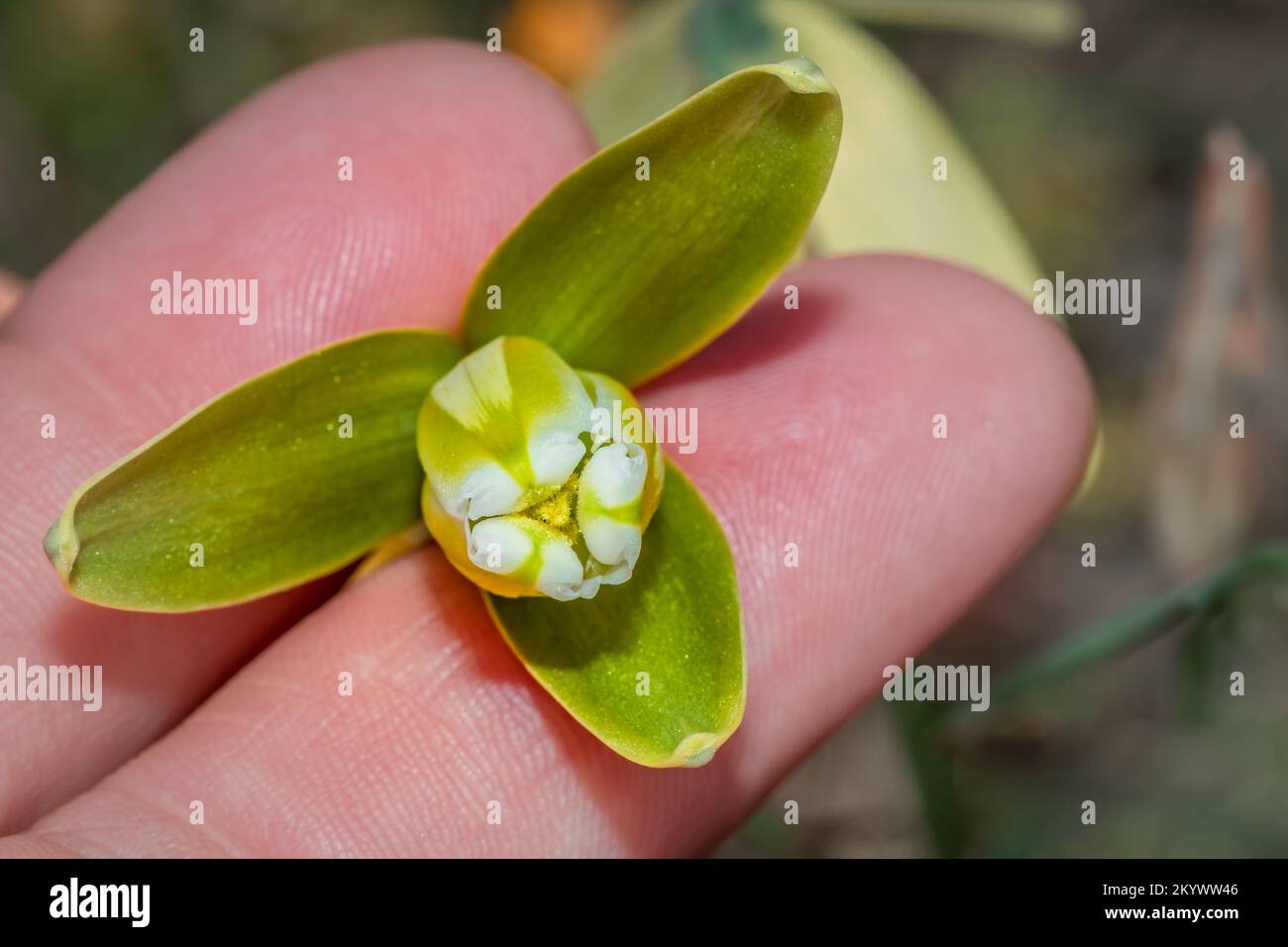 (Albuca) slime lilies Wild flowers during spring, Cape Town, South Africa Stock Photo