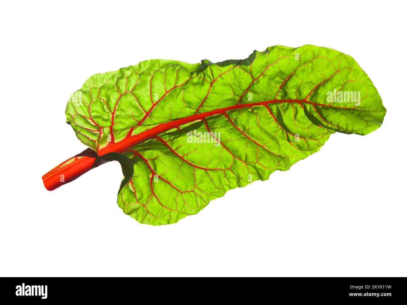 Beet leaves. Beetroot leaves, fresh beet leaf isolated on white background. Stock Photo