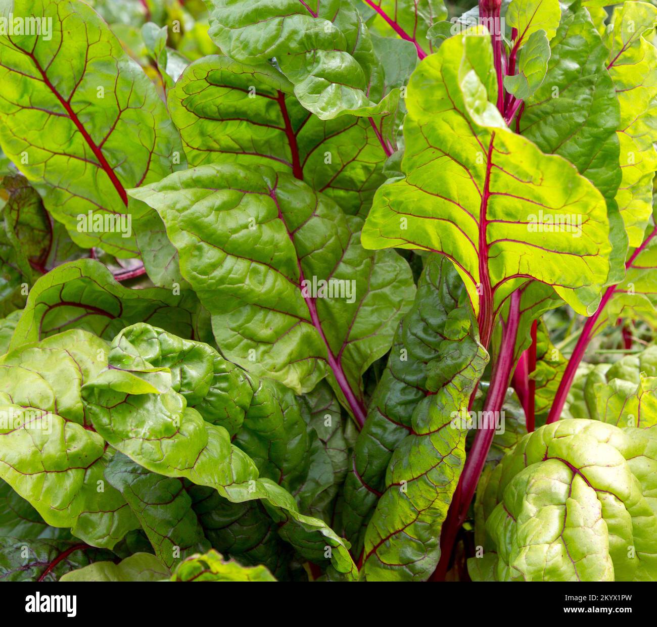Beet leaf. Beetroot leaves in the garden on a sunny day. Green natural background. Stock Photo