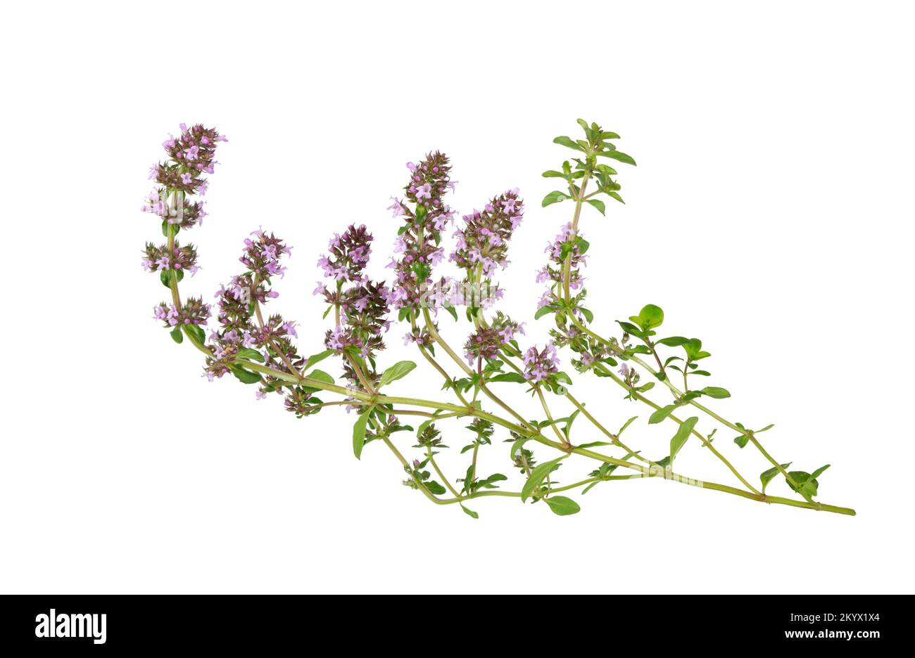 Salvia sclarea, clary, or clary sage  Isolated on white background. Salvia sclarea herb. Clary sage herb. Stock Photo