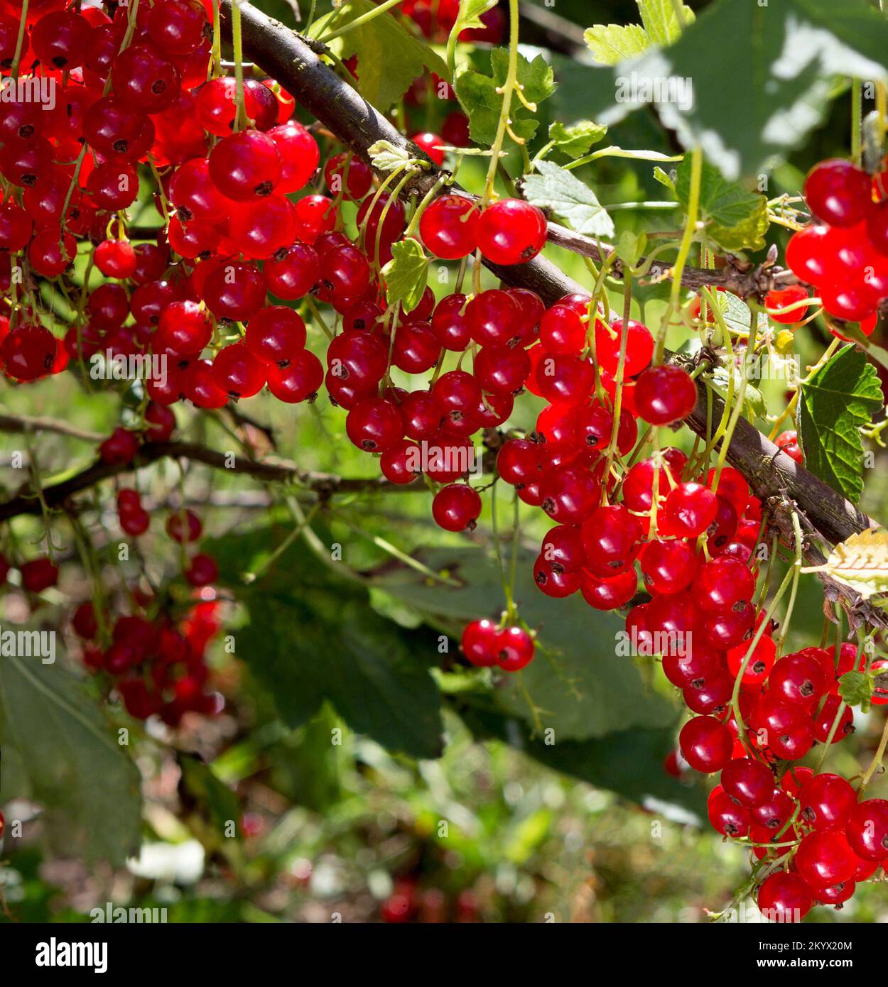 Branch of ripe red currant in a garden on green background. Berry plant. Stock Photo