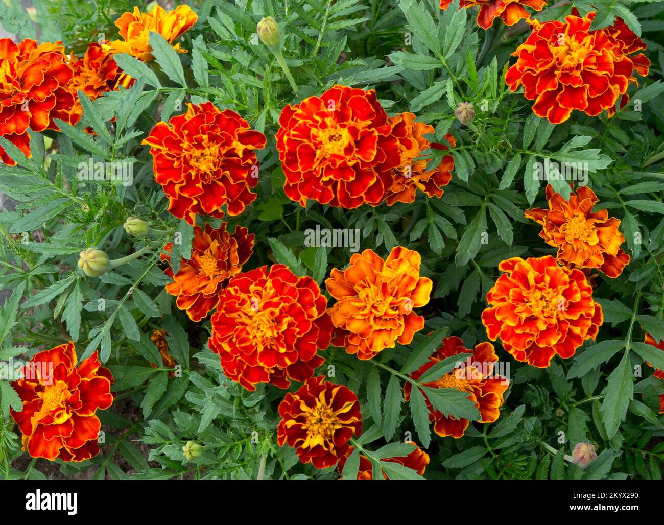 Marigold flowers (Tagetes erecta, Aztec, African marigold flower). Floral background pattern. Stock Photo