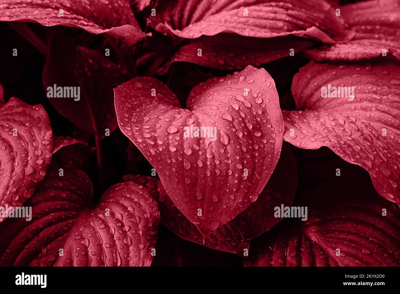 Hosta leaves after the rain. Viva Magenta trend background. Color of the Year 2023 Viva Magenta. Stock Photo