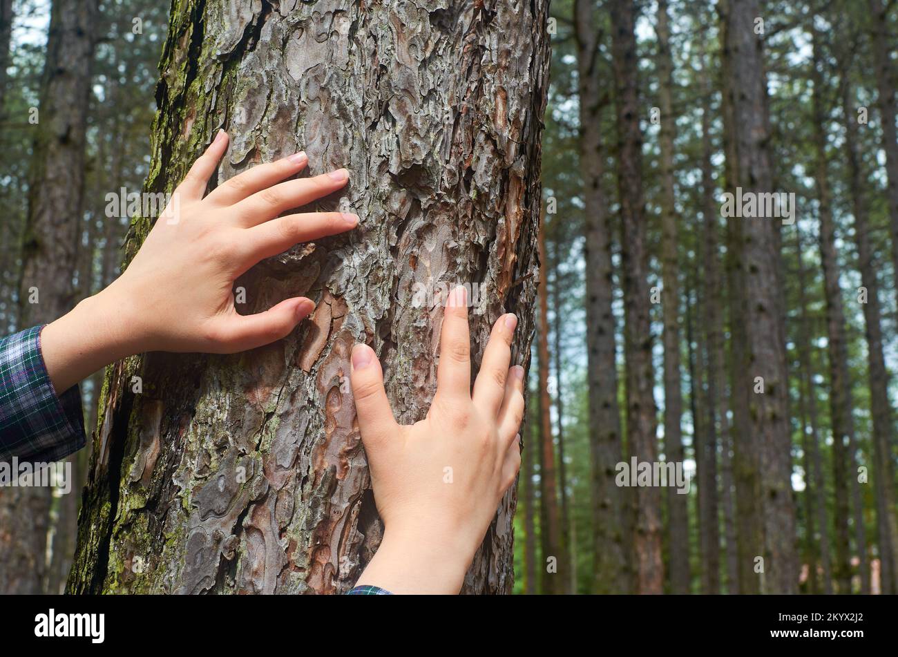 Female hands on a tree trunk as a symbolic sign that it should be ...