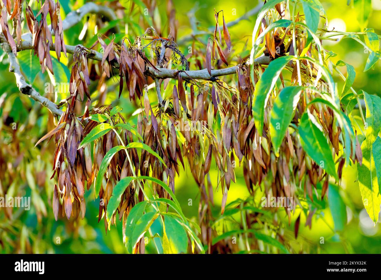 Ash (fraxinus excelsior), close up showing the ripe brown fruits or keys hanging from a tree in the autumn. Stock Photo