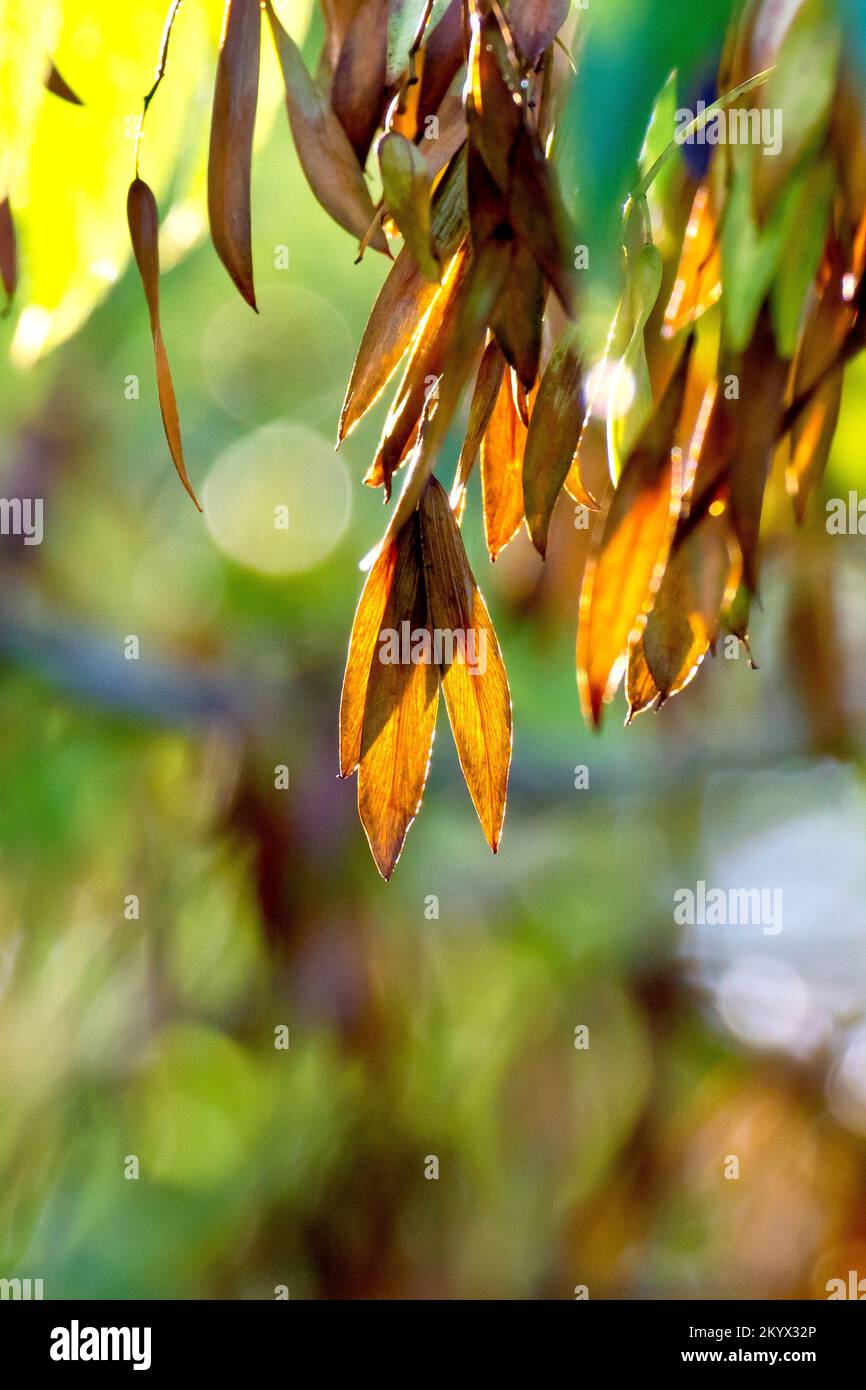 Ash (fraxinus excelsior), close up showing a few of the ripe brown fruits or keys hanging from a tree, back lit by warm autumn sunshine. Stock Photo