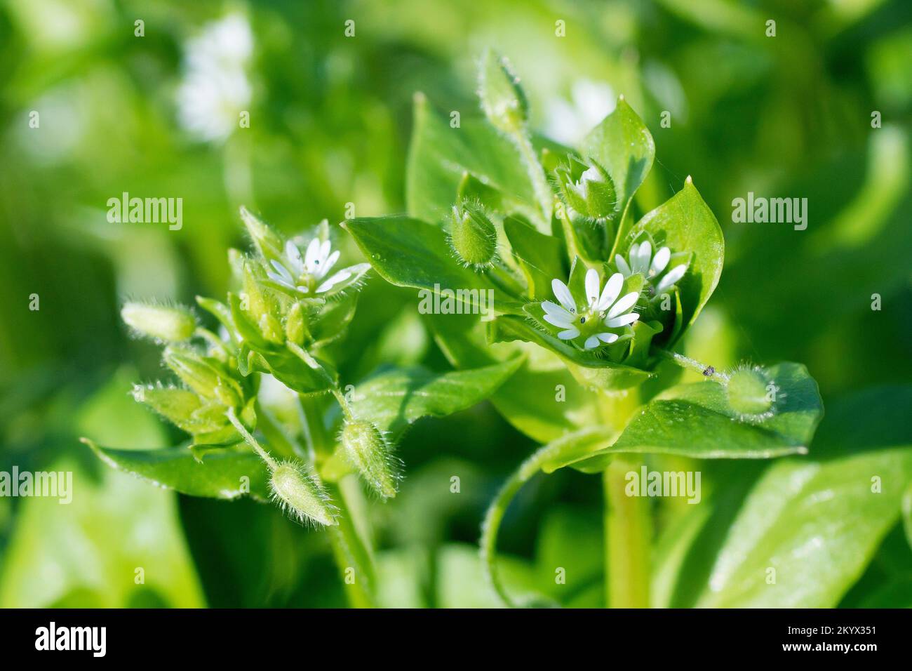 Common Chickweed (stellaria media), close up showing the white flowers and leaves of the low-growing, very common grassland plant. Stock Photo