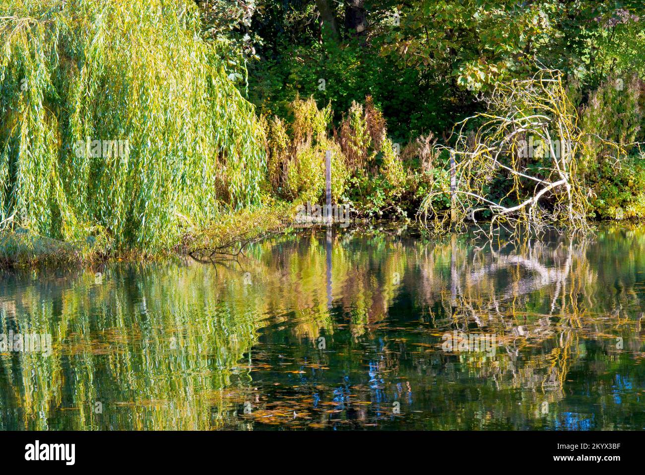 The drooping branches of a Weeping Willow (salix babylonica) and a dead tree reflected in the calm waters of Keptie Pond in Arbroath, Angus, Scotland. Stock Photo