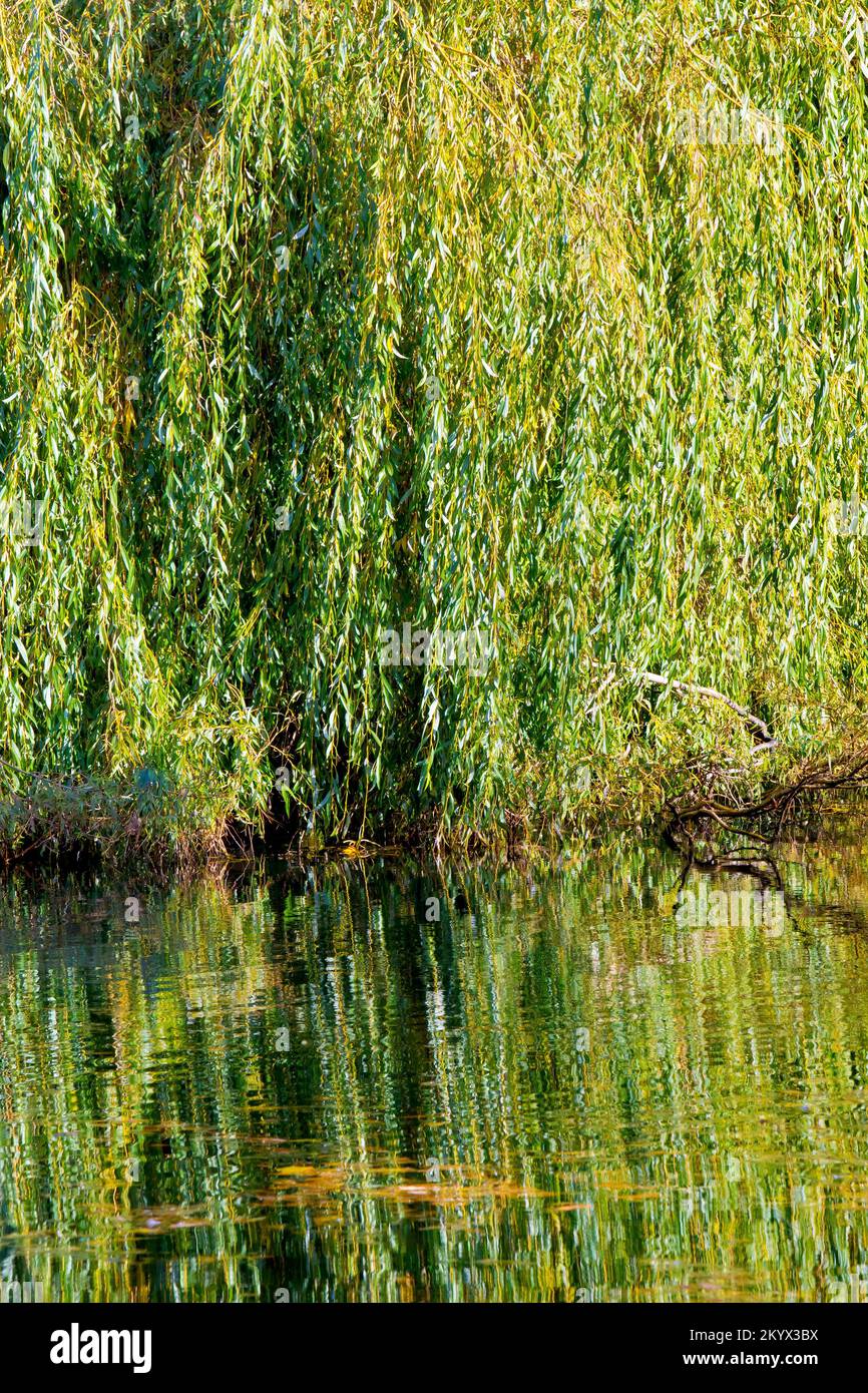 The drooping branches of a Weeping Willow (salix babylonica) reflected in the calm waters of Keptie Pond in Arbroath, Angus, Scotland. Stock Photo