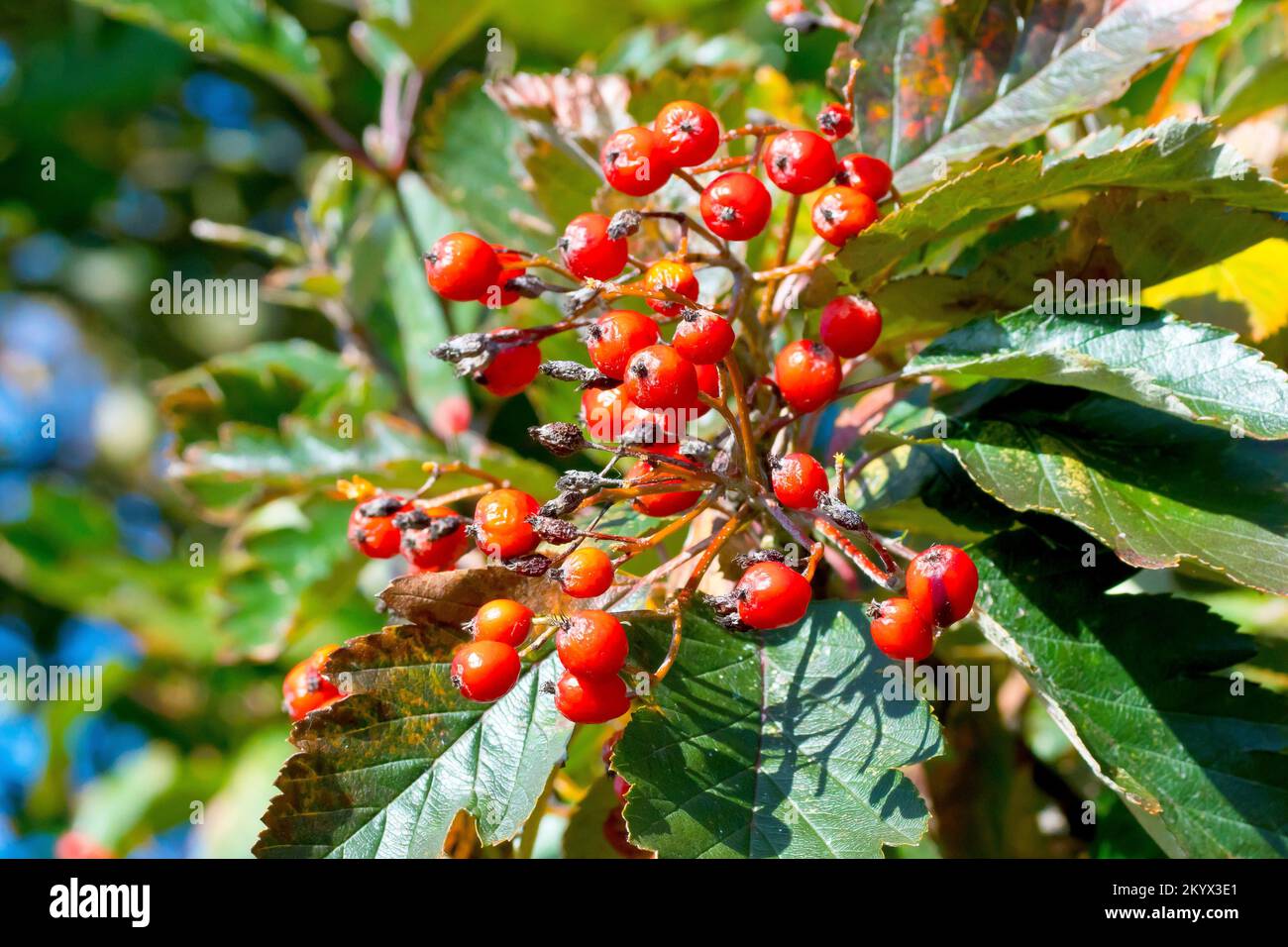 White Beam or Whitebeam (sorbus aria agg.), close up of a cluster of the red berries the tree produces in abundance in the autumn. Stock Photo