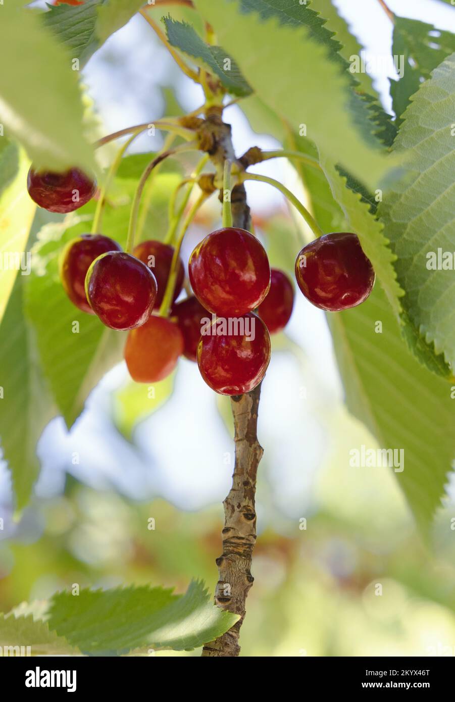 red cherry on the tree close-up Stock Photo