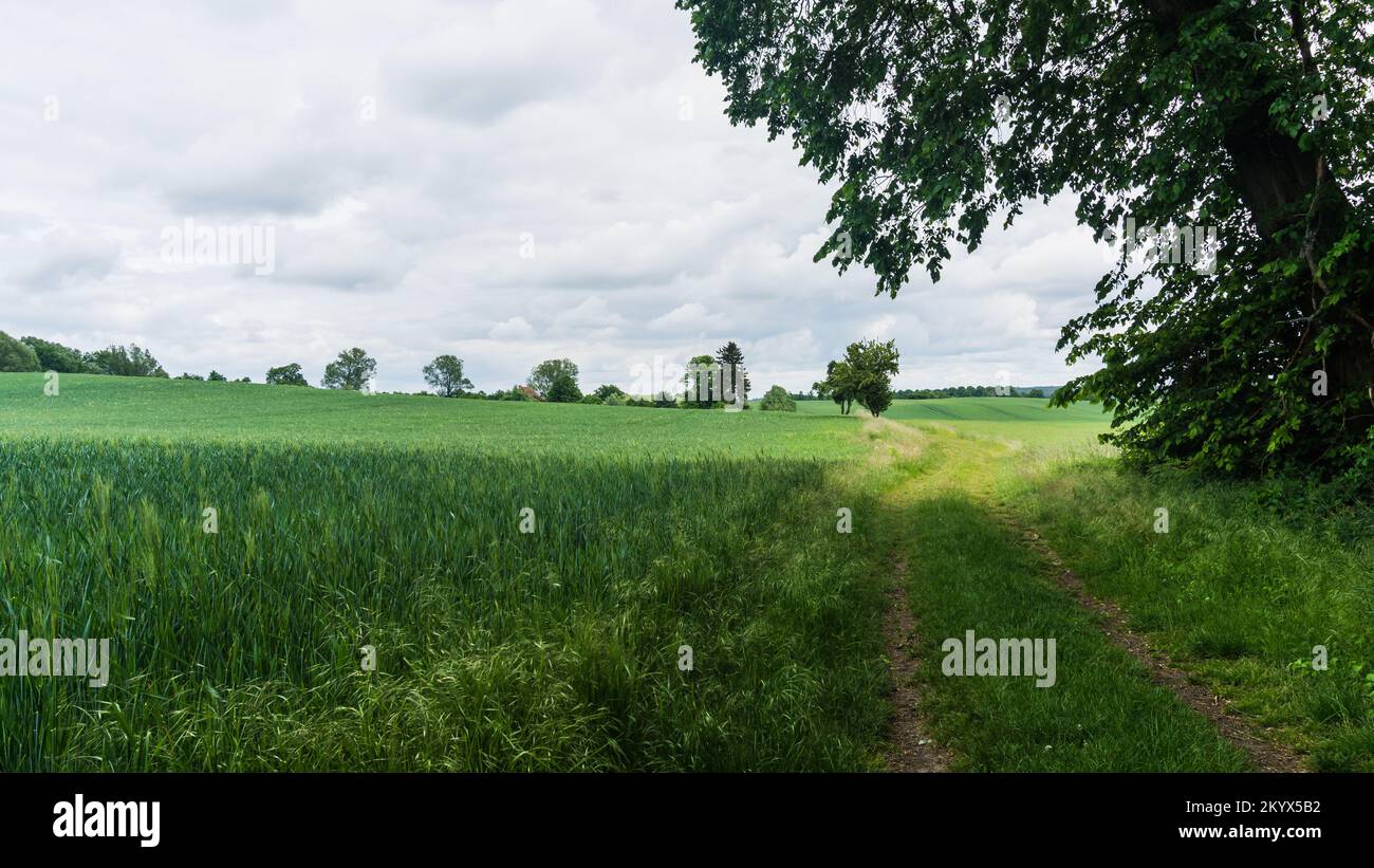 rural road with green fields near Benzin in Mecklenburg Stock Photo - Alamy