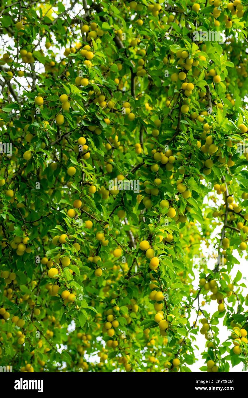 Prune Fruit In Kannada