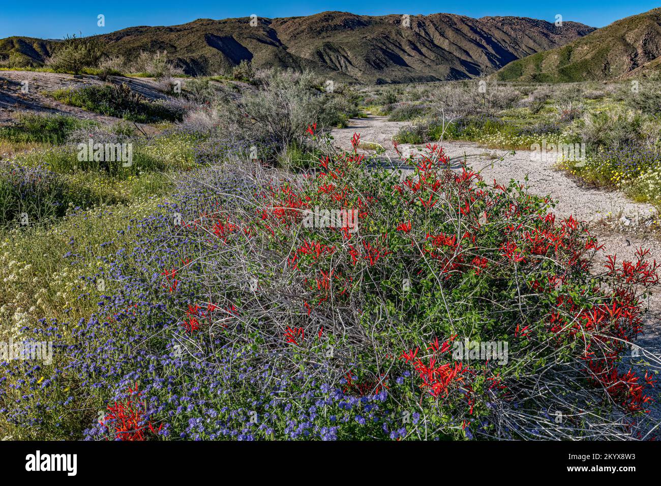 Common phacelia & Chuparosa, Anza Borrego SP - California Stock Photo