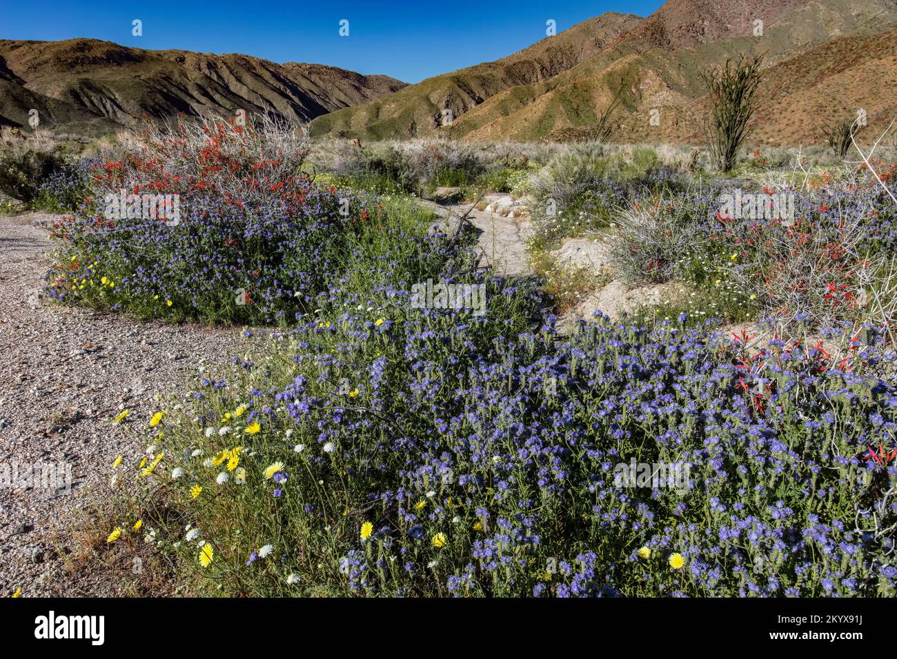 Common phacelia, Chuparosa, Desert Dandelion, Anza Borrego SP - California Stock Photo