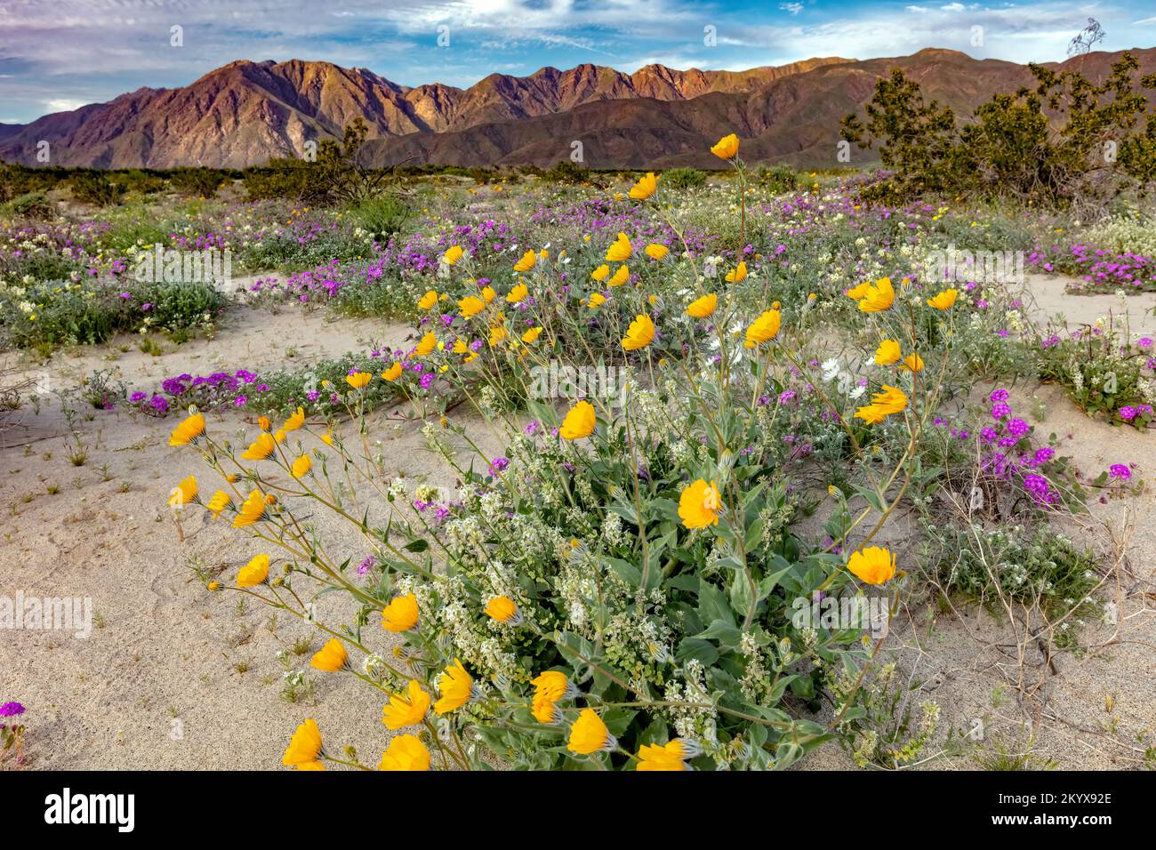 Desert Sunflower, Geraea canescens & Desert Sand Verbena, Abronia villosa- Anza Borrego SP - California Stock Photo