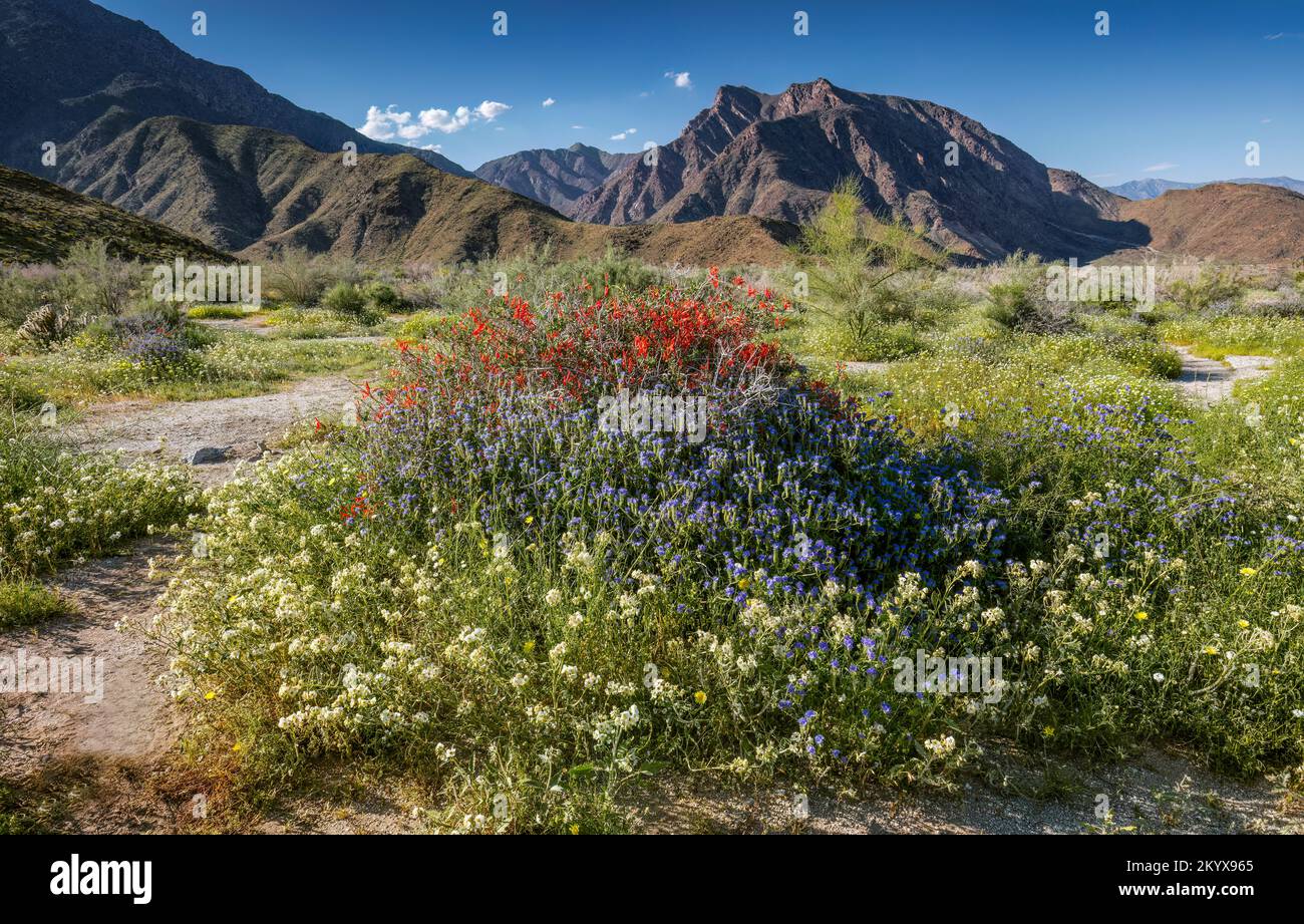 Common phacelia, Brown-Eyed Evening Primrose & Chuparosa - Anza Borrego SP - California Stock Photo