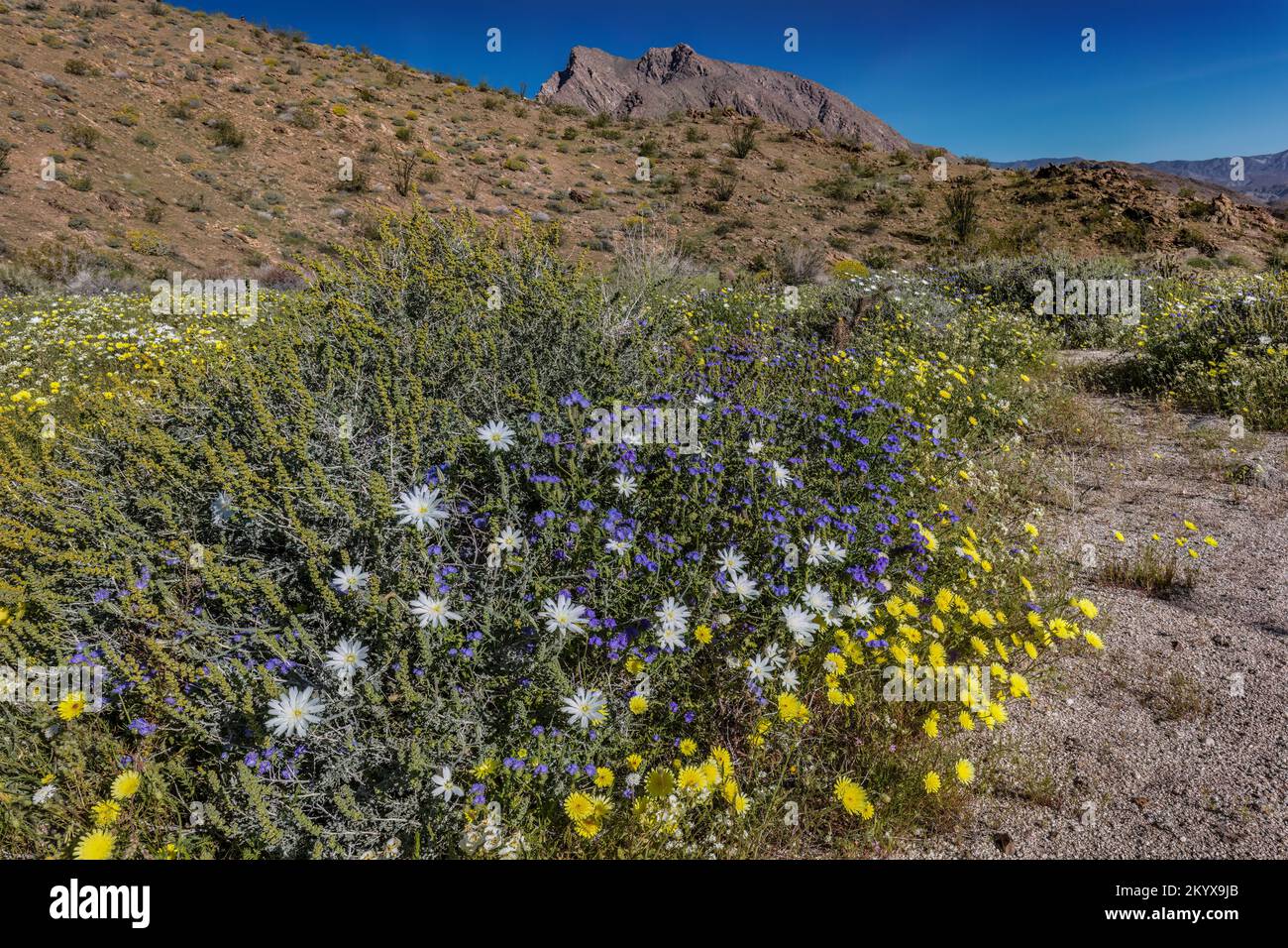 Desert Chicory (white), Common Phacelia (blue) & Desert dandelion (yellow) - Anza Borrego SP - California Stock Photo