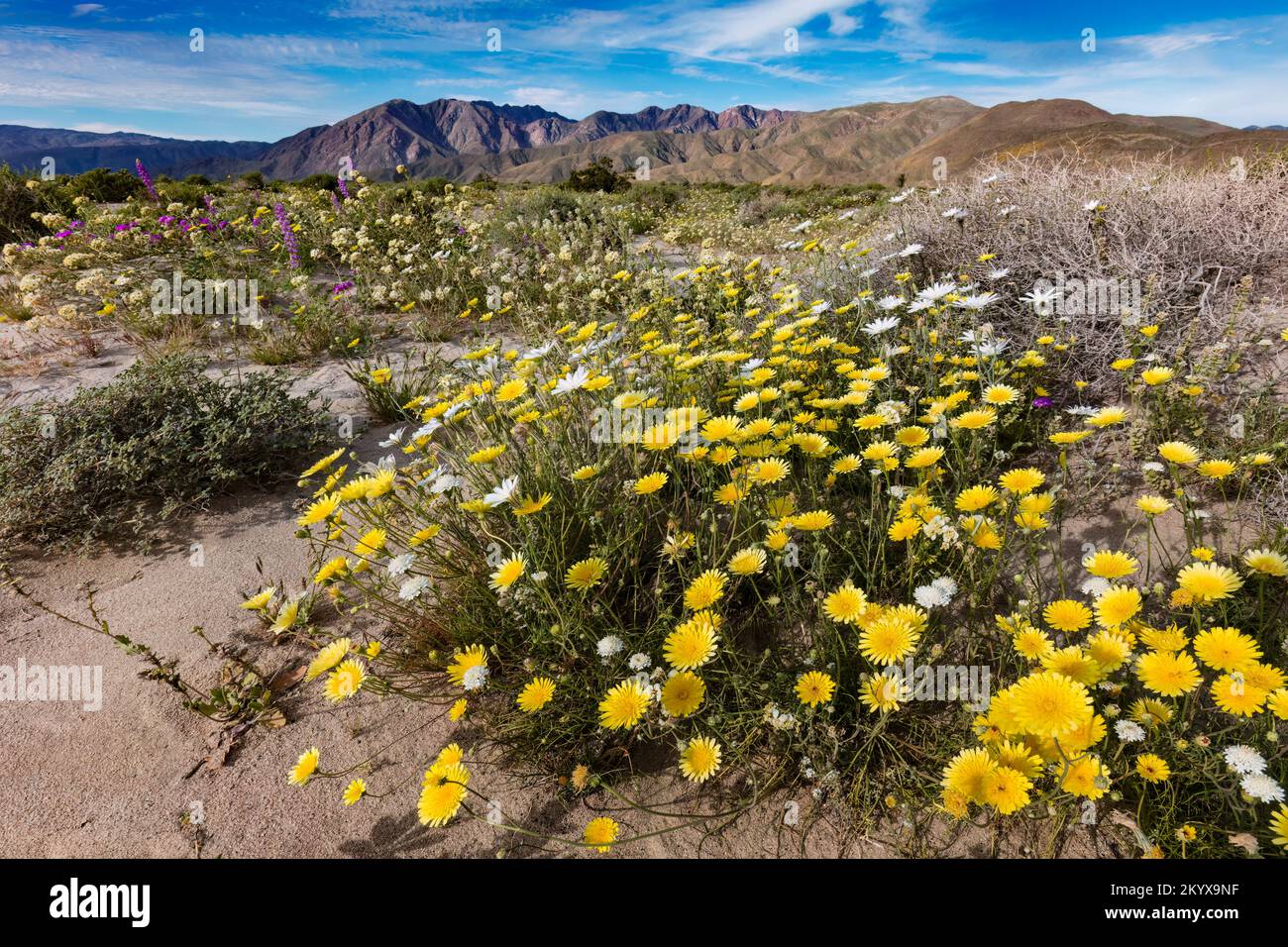 Desert dandelion, Malacothrix glabrata - Anza Borrego SP - California Stock Photo