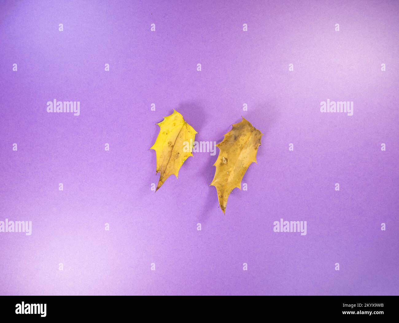 two brown Autumn Holly or Ilex leaf isolated on a purple background Autumn Holly or Ilex leaf isolated on a purple background Stock Photo