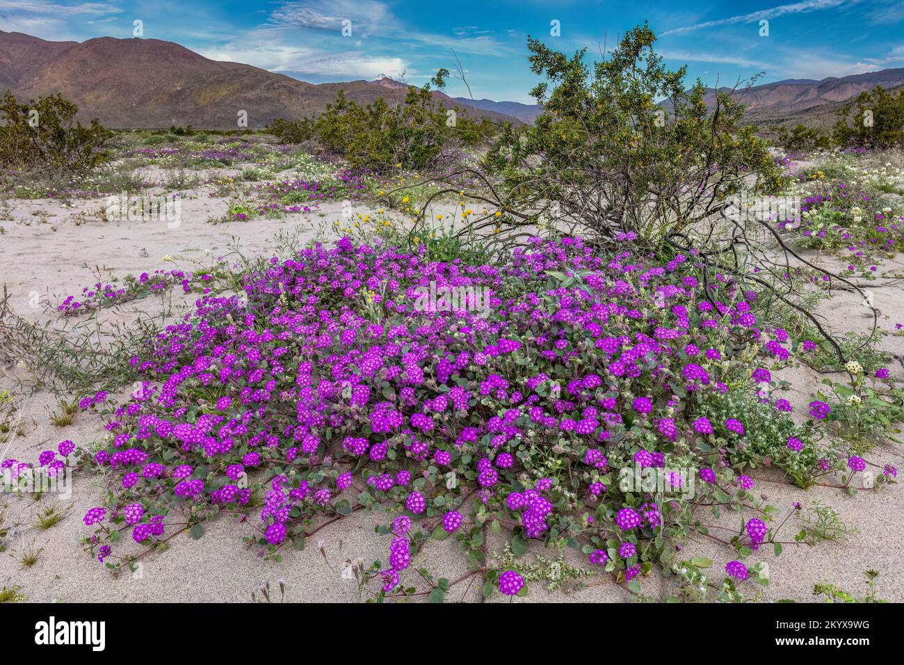Desert Sand Verbena, Abronia villosa & Creosote Bush, Anza Borrego SP - California Stock Photo