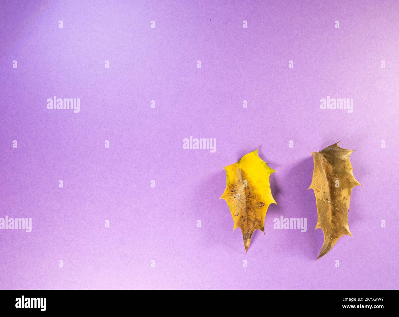 two dark brown Autumn Holly or Ilex leaf isolated on a purple background Stock Photo