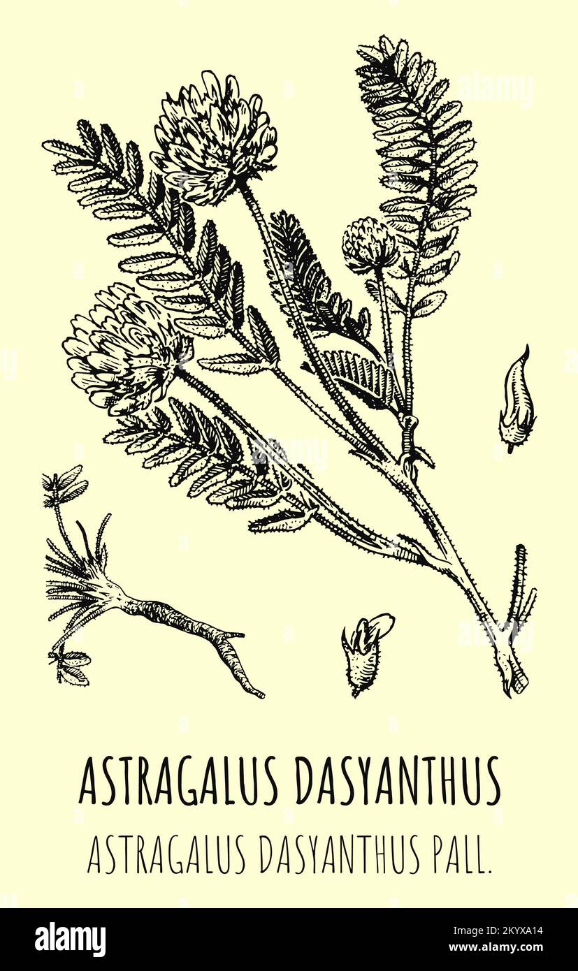 Vector drawings of astragalus. Hand drawn illustration. Latin name Astragalus dasyanthus. Stock Photo