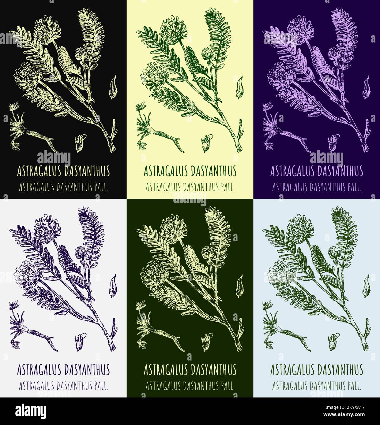 Set of vector drawings of astragalus in different colors. Hand drawn illustration. Latin name Astragalus dasyanthus. Stock Photo