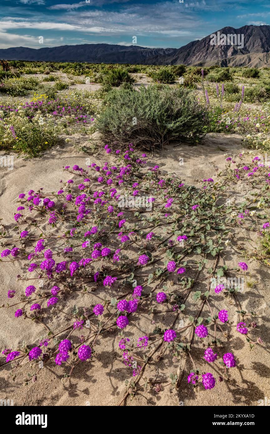 Desert Sand Verbena, Anza Borrego SP, CA Stock Photo