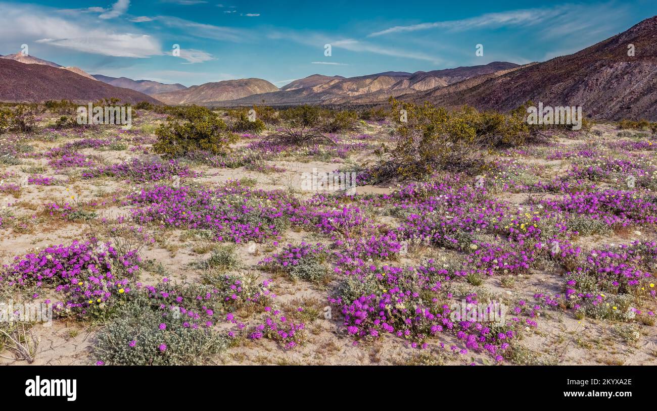 Desert Sand Verbena, Anza Borrego SP - California Stock Photo