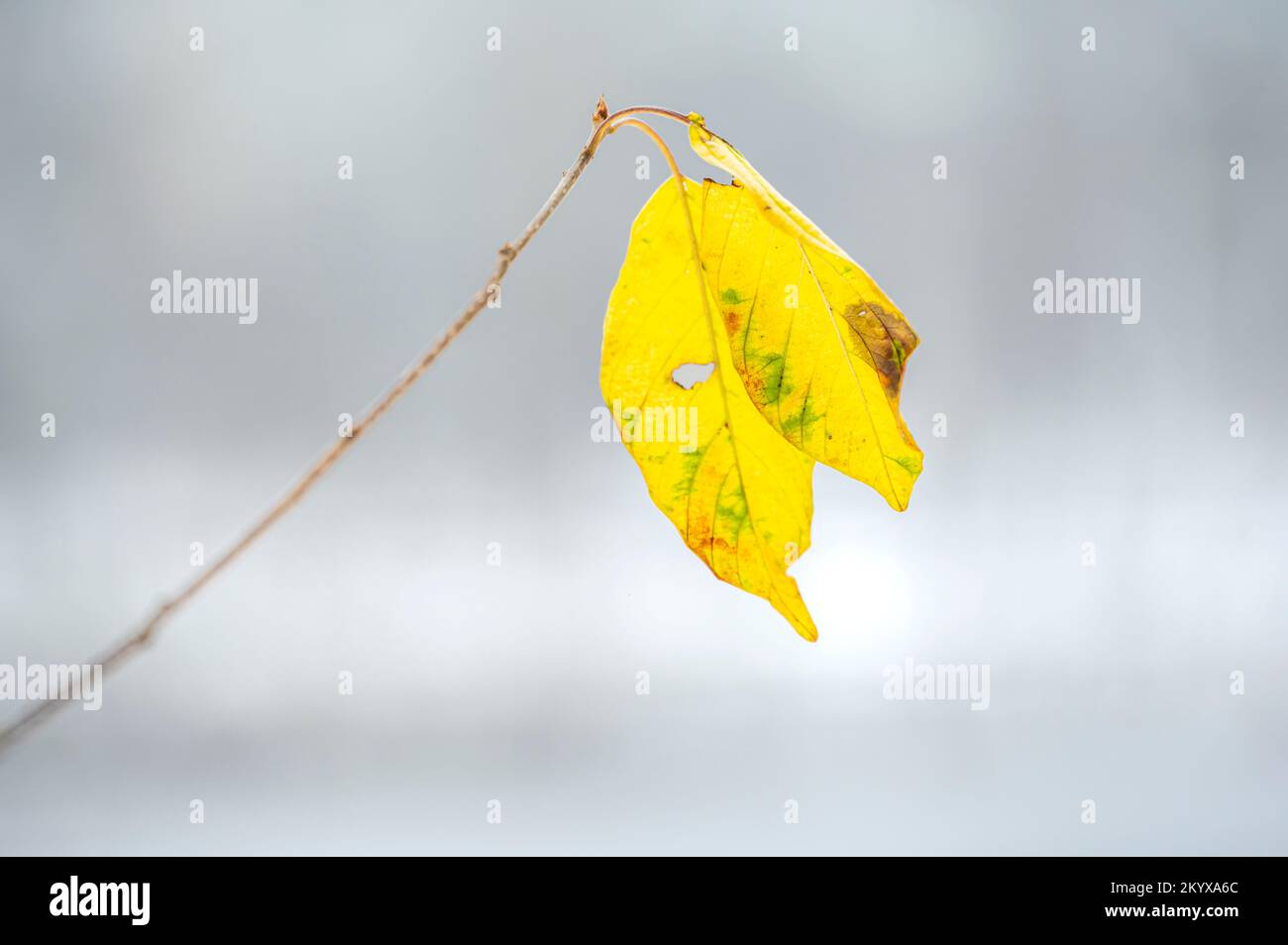 Leaves on trees covered with snow Stock Photo