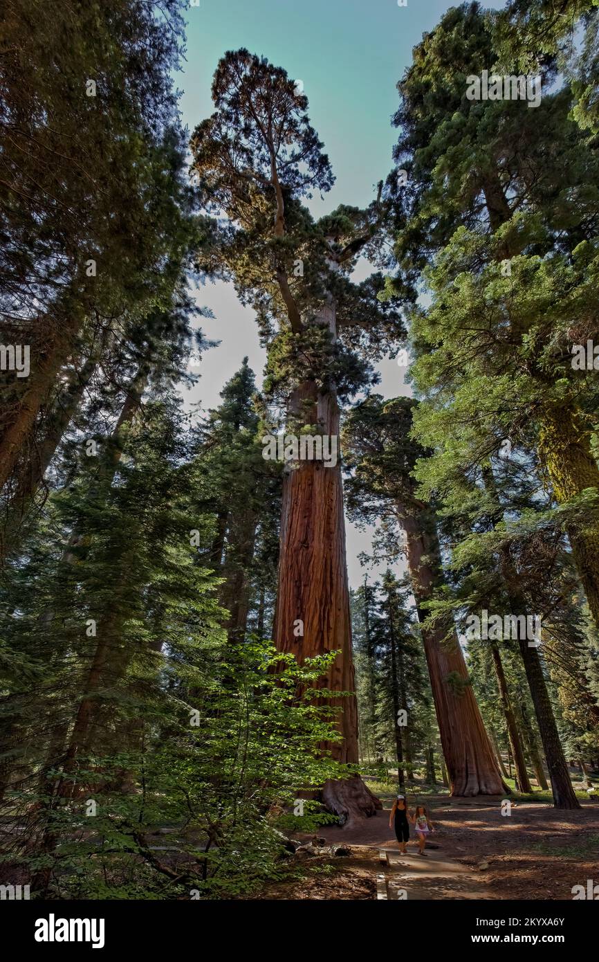 McKinley Grove Big Trees, Sierra National Forest Stock Photo