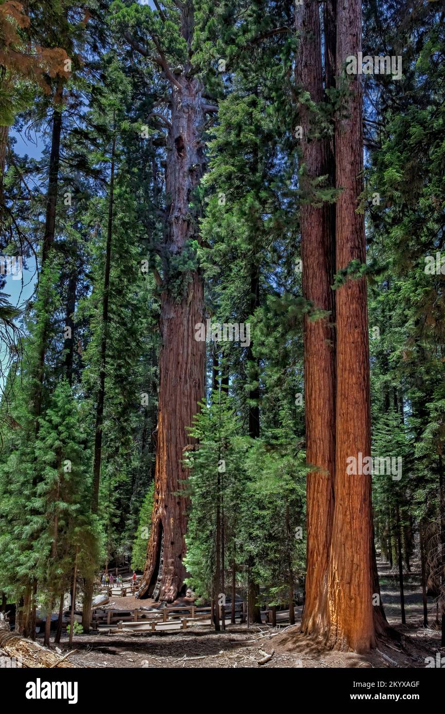 Sequoia National Park is a national park in the southern Sierra Nevada east of Visalia, California, in the United States. The park is famous for its g Stock Photo